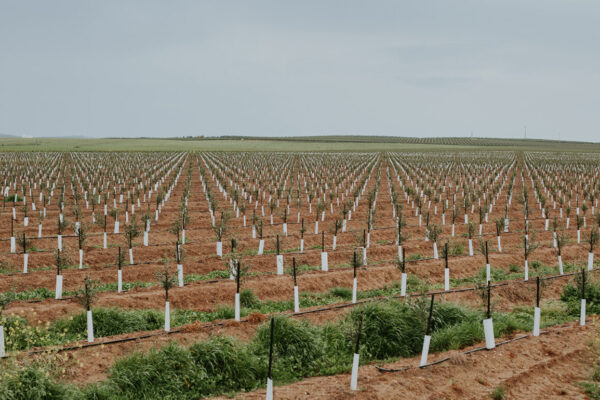 Finca-Casatejada_v.1-1800x770-1