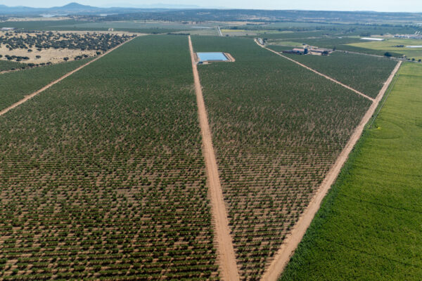 FINCA LA PALMERA-13