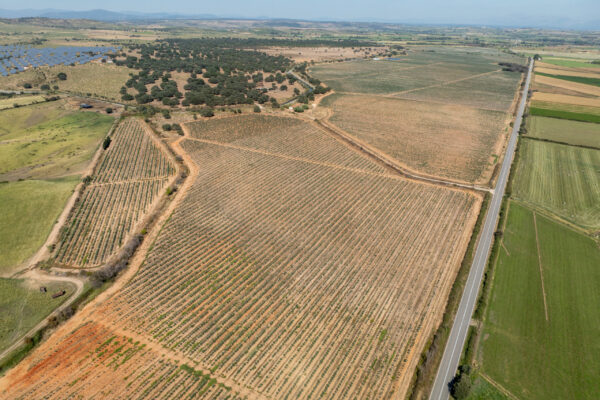 FINCA MONTEMORCILLO-13