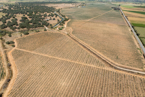 FINCA MONTEMORCILLO-14