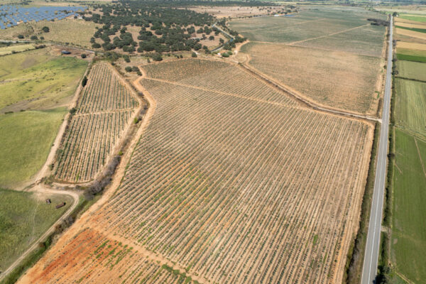 FINCA MONTEMORCILLO-17